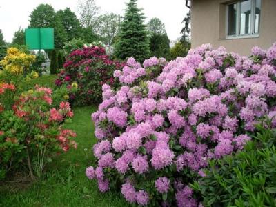 Рододендрон листопадный в дизайне сада: использование, выращивание и уход Рододендрон листопадный в дизайне сада: использование, выращивание и уход