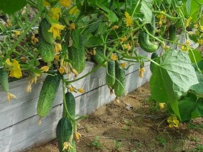 Высокие грядки своими руками: пошагово делаем грядки из досок на даче Высокие грядки своими руками: пошагово делаем грядки из досок на даче