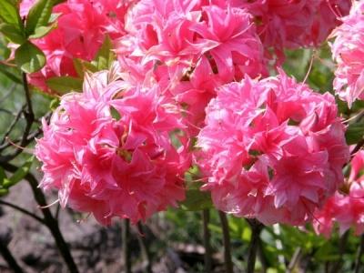 Рододендрон листопадный в дизайне сада: использование, выращивание и уход Рододендрон листопадный в дизайне сада: использование, выращивание и уход