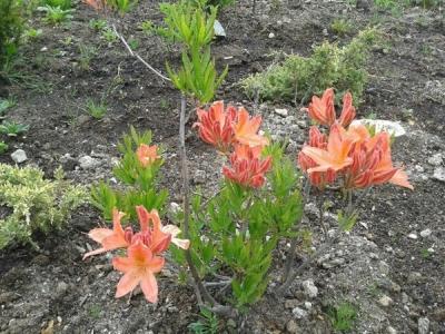 Рододендрон листопадный в дизайне сада: использование, выращивание и уход Рододендрон листопадный в дизайне сада: использование, выращивание и уход